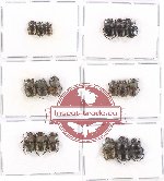 Scientific lot no. 401 Coprophaga (Onthophagini) (18 pcs)