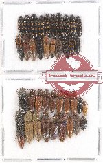 Scientific lot no. 103 Elateridae (39 pcs)