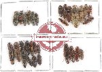 Scientific lot no. 95 Elateridae (30 pcs)