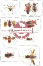 Scientific lot no. 455 Heteroptera (12 pcs - 2 pcs A2)