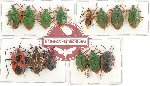 Scientific lot no. 448 Heteroptera (14 pcs A, A-, A2)