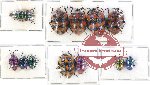 Scientific lot no. 453 Heteroptera (Scutellarinae) (12 pcs A, A-, A2)