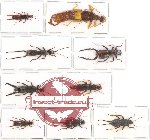 Scientific lot no. 32 Dermaptera (9 pcs A, A-, A2)