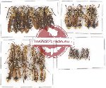 Scientific lot no. 228 Hymenoptera (25 pcs)