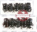 Scientific lot no. 393 Coprophaga (10 pcs - 5 pcs A-)