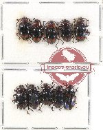 Scientific lot no. 28 Endomychidae (10 pcs - 5 pcs A2)