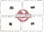 Elmidae sc. lot no. 14A (15 pcs)