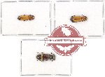 Scientific lot no. 69 Cleridae (3 pcs)