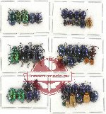 Scientific lot no. 220 Chrysomelidae (48 pcs)