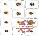 Scientific lot no. 417 Heteroptera (Pentatomidae) (15 pcs A, A-, A2)