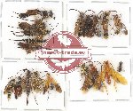 Scientific lot no. 223 Hymenoptera (19 pcs)