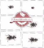 Scientific lot no. 186 Tenebrionidae (6 pcs)