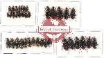 Scientific lot no. 283 Carabidae (37 pcs)