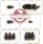 Scientific lot no. 265 Carabidae (12 pcs A, A2)