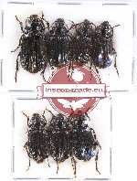 Scientific lot no. 285 Carabidae (7 pcs - 3 pcs A2)