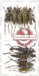 Scientific lot no. 93 Cerambycidae (Lepturinae)  (9 pcs - 4 pcs A2)
