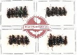 Scientific lot no. 286 Carabidae (20 pcs - 10 pcs A2)