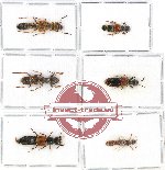 Scientific lot no. 83 Staphylinidae (6 pcs)