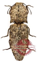 Paracalais sp. 3 (10 pcs)