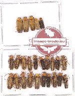 Scientific lot no. 15 Cantharidae (25 pcs)