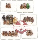 Scientific lot no. 176 Rutelinae (23 pcs - 7 pcs A2)