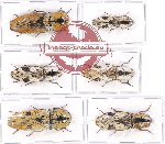 Scientific lot no. 80 Elateridae (6 pcs)