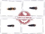 Scientific lot no. 81 Elateridae (4 pcs - 1 pc A2)