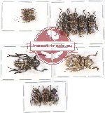 Scientific lot no. 86 Cerambycidae (Lamiinae) (11 pcs)