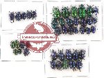 Scientific lot no. 217 Chrysomelidae (42 pcs)