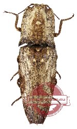 Paracalais sp. 4