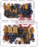 Scientific lot no. 213 Chrysomelidae (67 pcs)