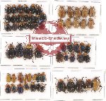 Scientific lot no. 214 Chrysomelidae (64 pcs)