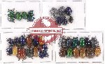 Scientific lot no. 215 Chrysomelidae (36 pcs)