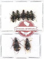Scientific lot no. 282 Carabidae (7 pcs)