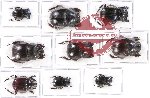 Scientific lot no. 438 Coprophaga (9 pcs)