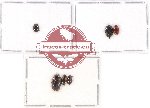 Scientific lot no. 41A Erotylidae (6 pcs)