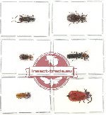 Scientific lot no. 65 Cleridae (6 pcs - 1 pc A2)