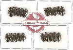 Gyrinidae Scientific lot no. 18 (20 pcs)