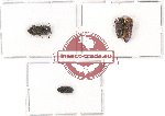 Scientific lot no. 58 Eucnemidae (4 pcs)
