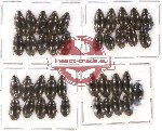 Hydrophilidae Scientific lot no. 39 (39 pcs)