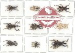 Scientific lot no. 342 Curculionidae (9 pcs)
