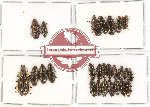 Helotidae Scientific lot no. 15 (26 pcs)