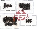 Scientific lot no. 196 Tenebrionidae (29 pcs - 4 pcs A2)