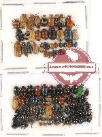 Scientific lot no. 210 Chrysomelidae (94 pcs)