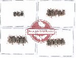 Scientific lot no. 200 Chrysomelidae (18 pcs)