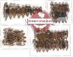 Scientific lot no. 1 Elateridae (50 pcs)