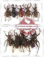Scientific lot no. 356 Curculionidae (9 pcs)