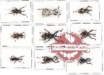 Scientific lot no. 358 Curculionidae (9 pcs - 1 pc A2)