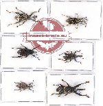 Scientific lot no. 357 Curculionidae (6 pcs - 3 pcs A2)