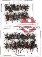 Scientific lot no. 337 Curculionidae (33 pcs A, A-, A2)